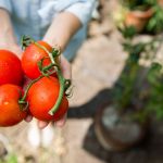 Магазин-склад «Техника Полива34» на территории развития Волгино